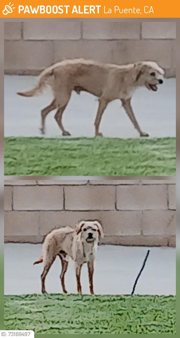 Found/Stray Male Dog last seen Rorimer St & Turk Dr., La Puente, CA 91744