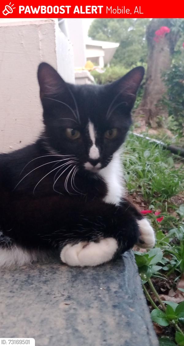 Lost Male Cat last seen South Alabama University, Mobile, AL 36608