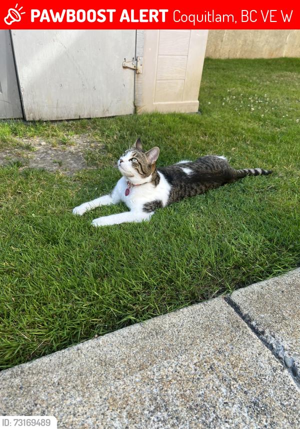 Lost Female Cat last seen Pipeline and Robson., Coquitlam, BC V3E 2W6