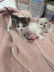 Shelter Stray Male Cat last seen Near Griffin Way, San Diego, CA, 92126, 5500 Gaines St, San Diego, CA 92110, USA