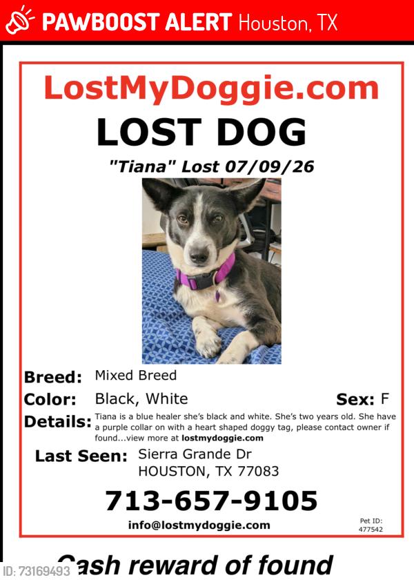 Lost Female Dog last seen Sierra Grande Dr, Houston, TX 77083