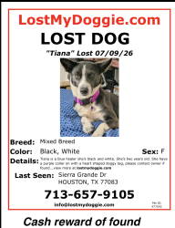 Lost Female Dog last seen Sierra Grande Dr, Houston, TX 77083