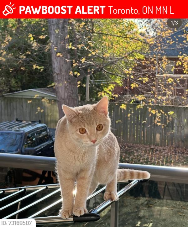 Lost Male Cat last seen Sheppard west &Easton rd; 325 Bogert ave, North York, Toronto, ON M2N 1L8