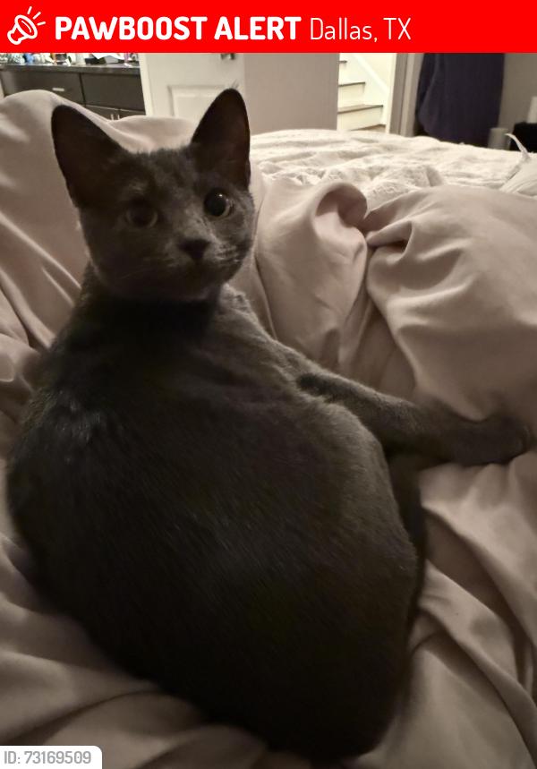 Lost Female Cat last seen Pearl and Canton, Dallas, TX 75201