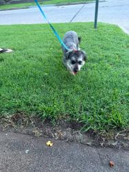 Reunited Male Dog last seen N 22nd St., Park Place 67204, Wichita, KS 67214