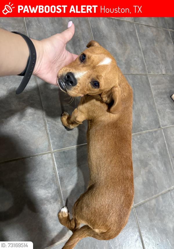 Lost Male Dog last seen Cannock, Houston, TX 77074