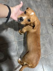 Lost Male Dog last seen Cannock, Houston, TX 77074