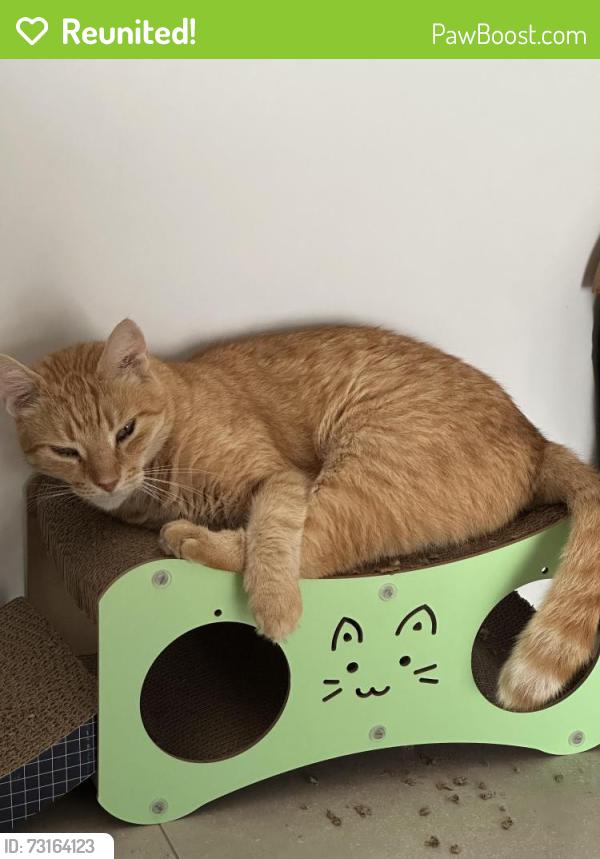 Reunited Male Cat last seen Brentford road, Richlands, Richlands, QLD 4077