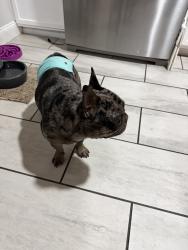 Reunited Male Dog last seen Tyler road, Wichita, KS 67205