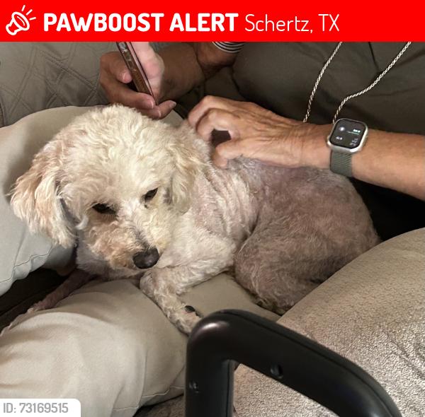 Lost Female Dog last seen Greenfield Village, Schertz, Schertz, TX 78154
