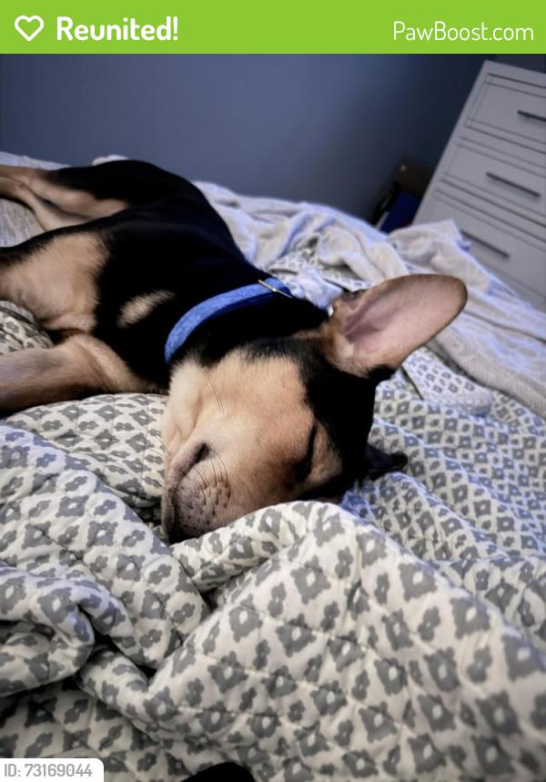 Reunited Female Dog last seen The Woodlands, TX, USA, The Woodlands, TX 77385