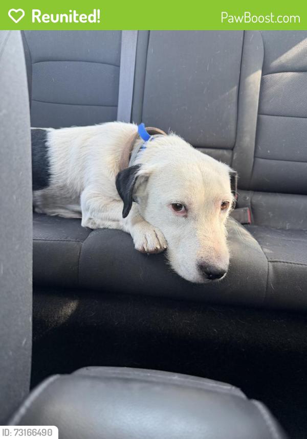 Reunited Male Dog last seen Near First Americans Blvd, Oklahoma City, OK 73129, USA, Oklahoma City, OK 73129
