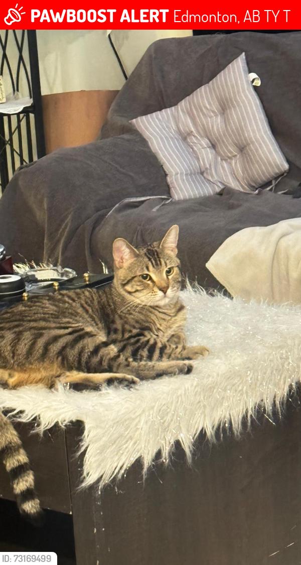 Lost Male Cat last seen Near 18 St NW, Edmonton, AB T5Y 3T4