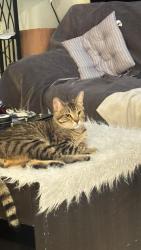 Lost Male Cat last seen Near 18 St NW, Edmonton, AB T5Y 3T4
