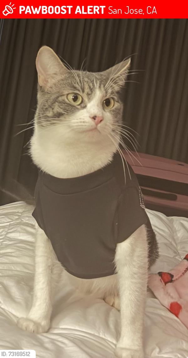 Lost Female Cat last seen White rd and mt herman dr, San Jose, CA 95127