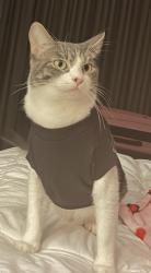 Lost Female Cat last seen White rd and mt herman dr, San Jose, CA 95127