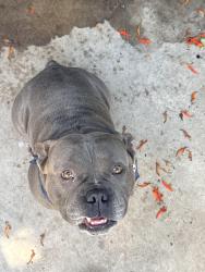 Lost Male Dog last seen Galway and brookhurst, Garden Grove, CA 92841