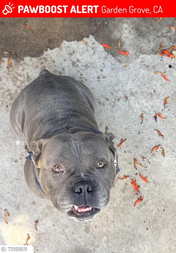 Lost Male Dog last seen Galway and brookhurst, Garden Grove, CA 92841