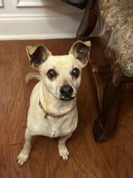 Lost Male Dog last seen Somerset Dr Covington, GA 30016 United States, Newton County, GA 30016