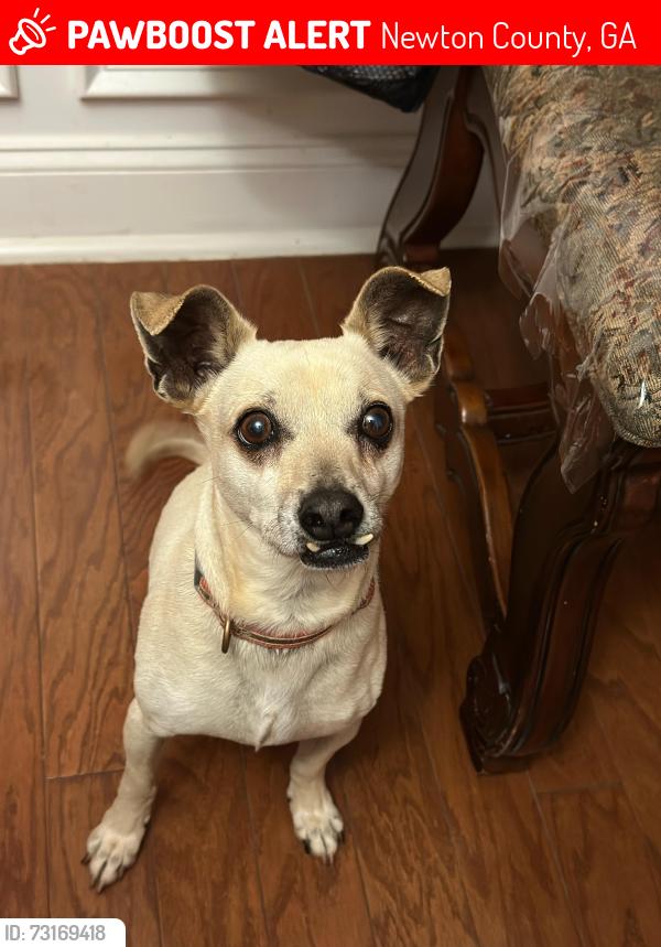 Lost Male Dog last seen Somerset Dr Covington, GA 30016 United States, Newton County, GA 30016