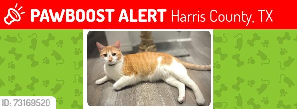 Lost Male Cat last seen Walmart, the sunterra neighborhood., Harris County, TX 77493