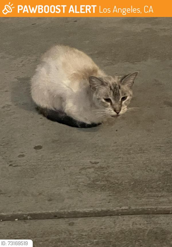 Found/Stray Unknown Cat last seen s kenmore by the church, Los Angeles, CA 90006