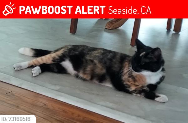 Lost Female Cat last seen Highland and Military Ave, near Metz Park, Seaside, CA 93955