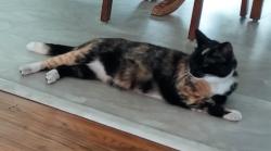 Lost Female Cat last seen Highland and Military Ave, near Metz Park, Seaside, CA 93955