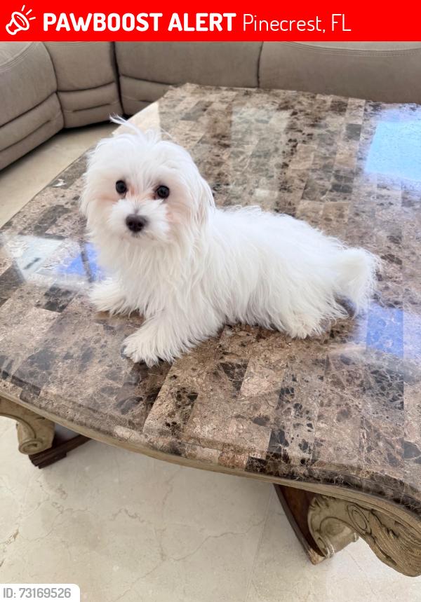Lost Male Dog last seen Sw 120 st and 67 ave, Pinecrest, FL 33156