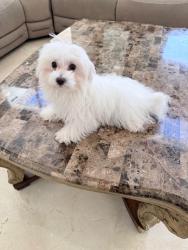 Lost Male Dog last seen Sw 120 st and 67 ave, Pinecrest, FL 33156