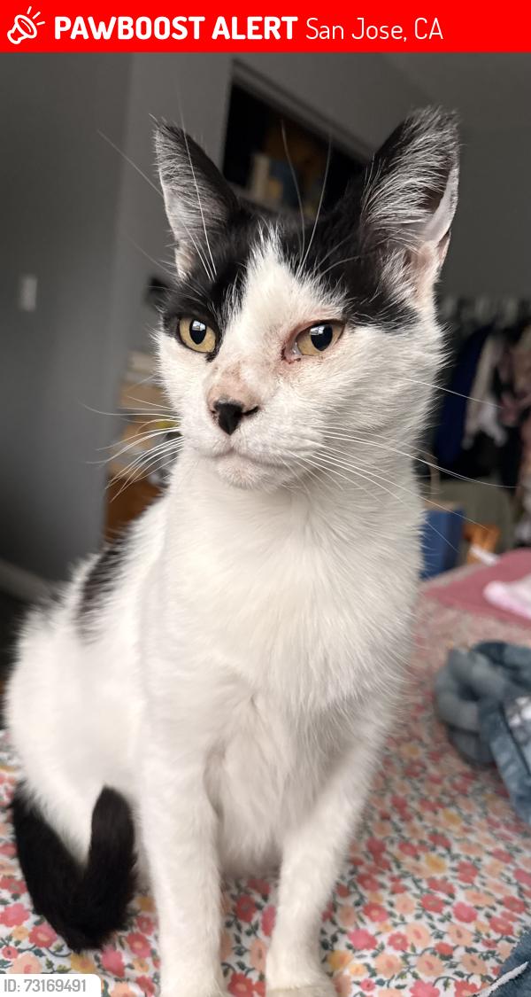 Lost Female Cat last seen Avenue B and Avenue C, San Jose, CA 95127