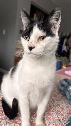 Lost Female Cat last seen Avenue B and Avenue C, San Jose, CA 95127