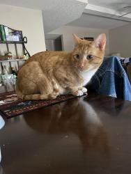 Reunited Male Cat last seen Firewood & Pebble Rock, El Paso, TX 79938