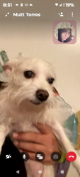 Reunited Female Dog last seen Golden State Hwy/M st, Bakersfield, CA 93301