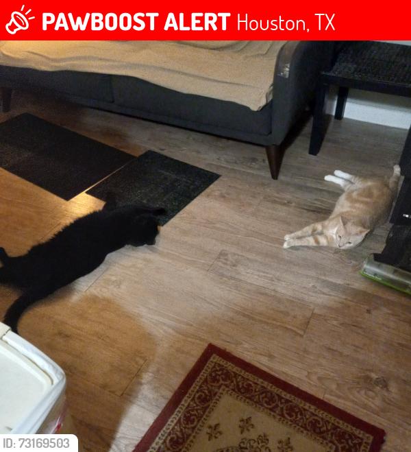 Lost Male Cat last seen Westheimer and Fountainview, Houston, TX 77057