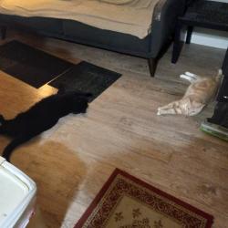 Lost Male Cat last seen Westheimer and Fountainview, Houston, TX 77057