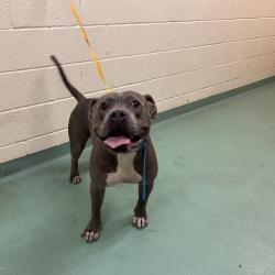 Shelter Stray Male Dog last seen , 2350 Appling City Cove, Memphis, TN 38133, USA
