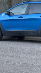 Found/Stray Unknown Cat last seen Ranchview Dr / Ranchridge Dr intersection under a blue jeep, Calgary, AB T3G 1T1