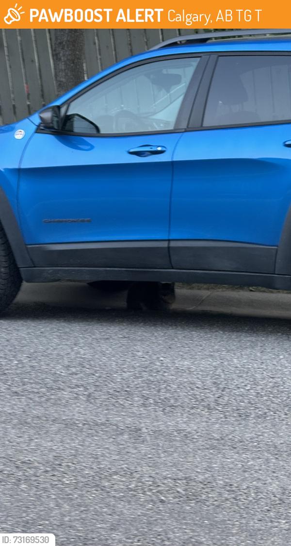 Found/Stray Unknown Cat last seen Ranchview Dr / Ranchridge Dr intersection under a blue jeep, Calgary, AB T3G 1T1