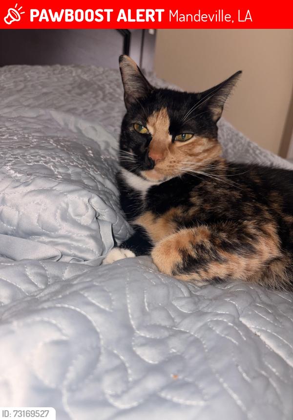 Lost Female Cat last seen Atalin Street, Mandeville, LA 70448