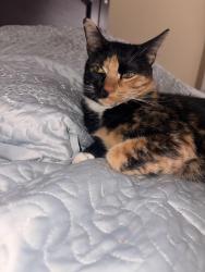 Lost Female Cat last seen Atalin Street, Mandeville, LA 70448