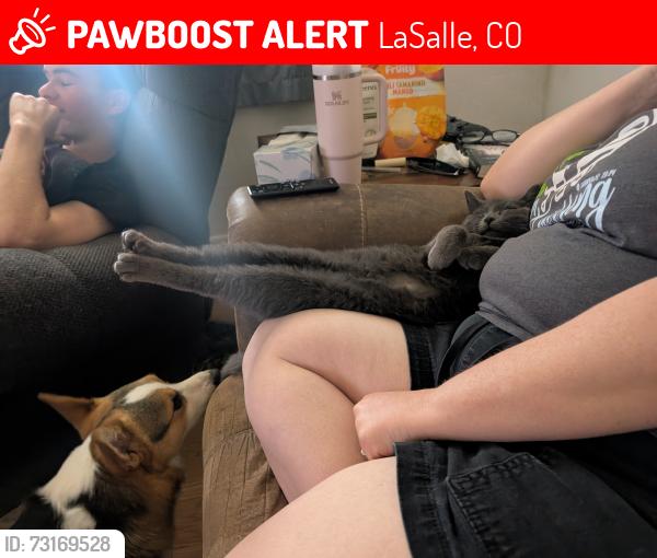Lost Male Cat last seen Near s fifth street home, LaSalle, CO 80645