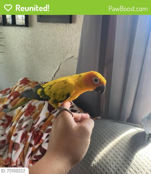Reunited Male Bird last seen 435S 37th St, Richmond, CA 94804