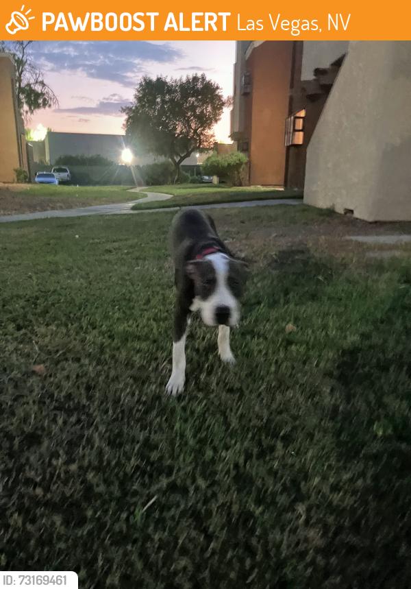 Found/Stray Male Dog last seen Sahara and Nellis, Las Vegas, NV 89142