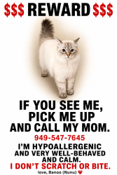 Lost Female Cat last seen Celestial Circle Park, Ladera Ranch, CA 92694