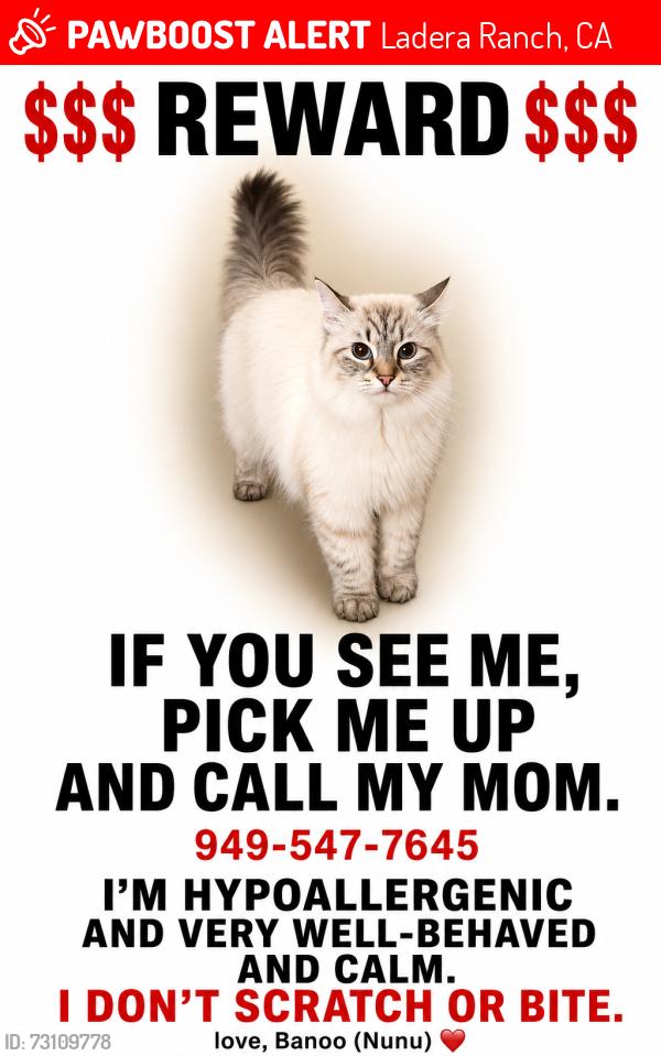 Lost Female Cat last seen Celestial Circle Park, Ladera Ranch, CA 92694