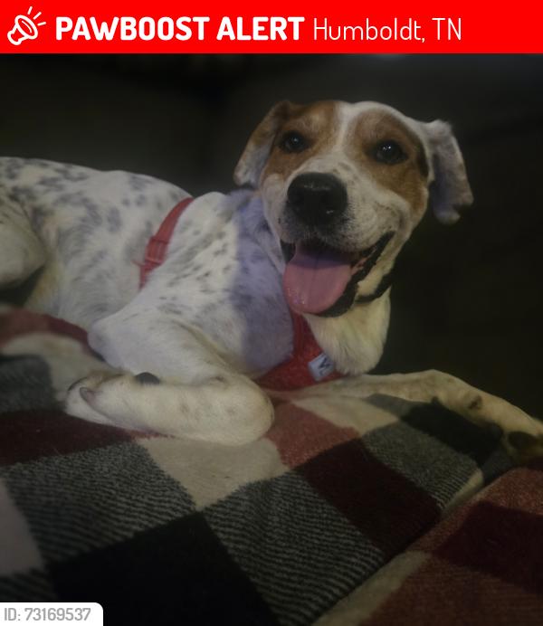Lost Male Dog last seen Mullins and North St, Humboldt, TN 38343