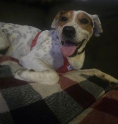 Lost Male Dog last seen Mullins and North St, Humboldt, TN 38343