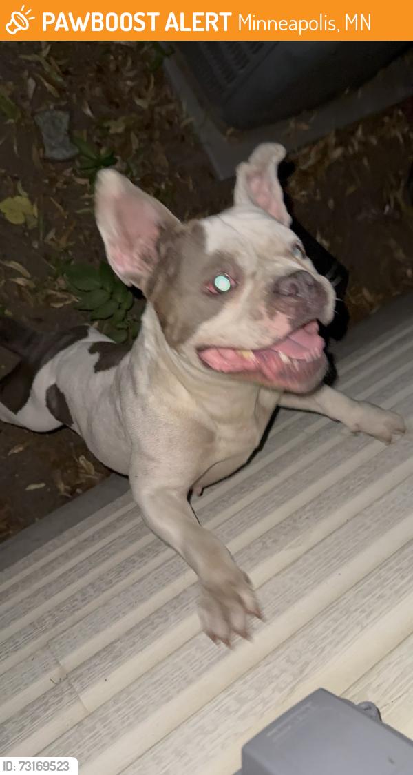 Found/Stray Female Dog last seen 47th and Bryant, Minneapolis, MN 55412