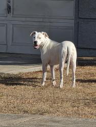Reunited Female Dog last seen Tomich Ct, Honolulu, HI 96818